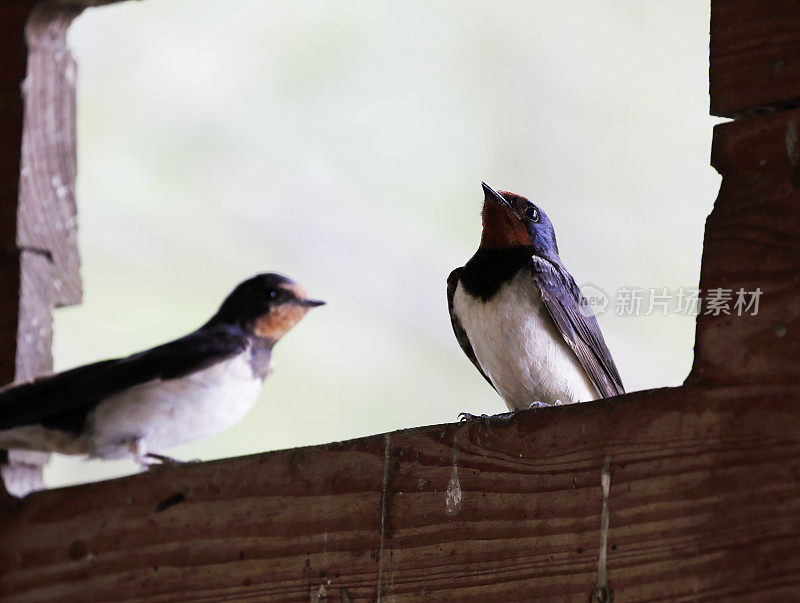 Barn Swallow (Hirundo rustica)年轻